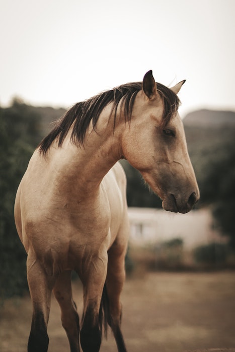 A buckskin horse with its head turned to the side.